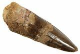 Fossil Spinosaurus Tooth - Real Dinosaur Tooth #344544-1